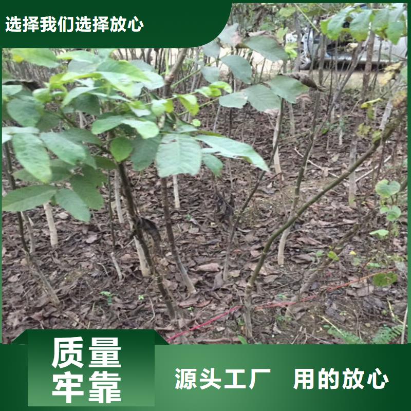 核桃苗梨树苗基地厂家