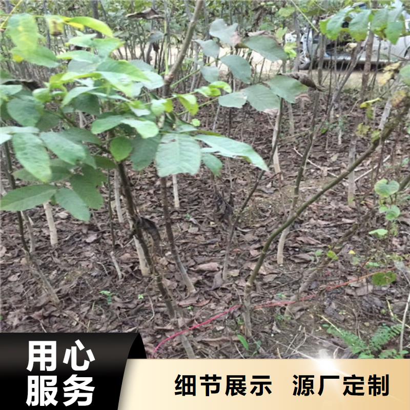 核桃苗_【胭脂脆桃树苗】细节决定成败