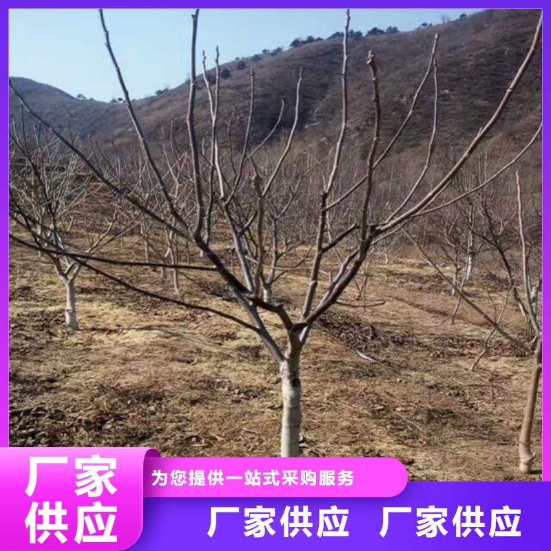 核桃苗樱桃苗基地自产自销