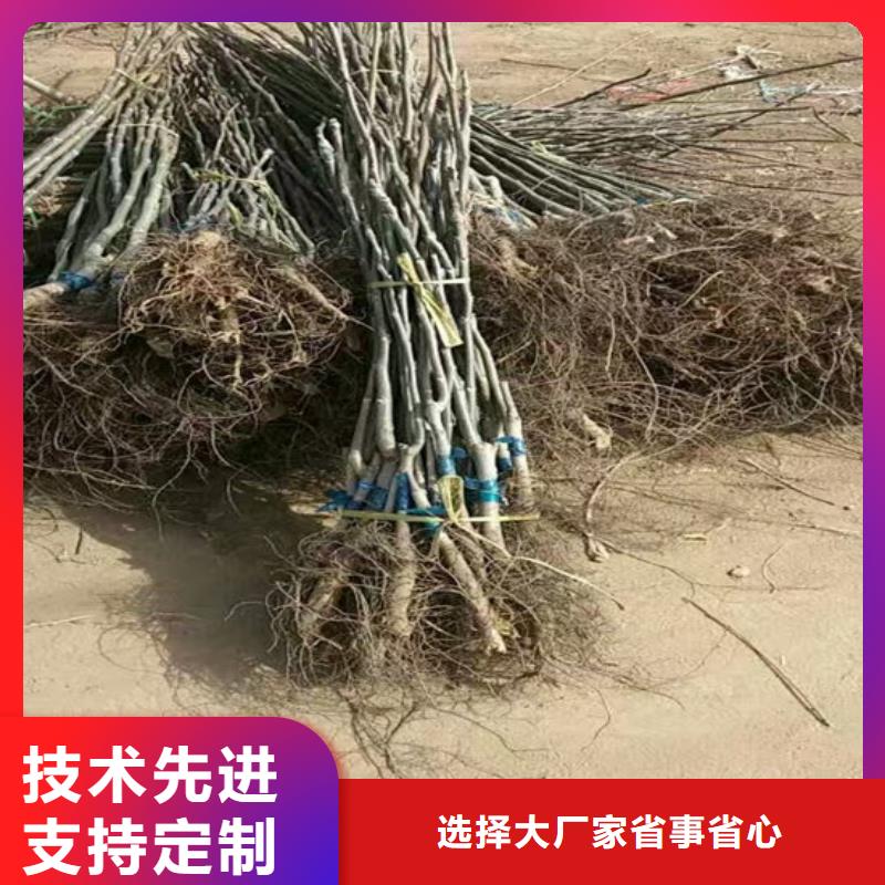 【核桃苗】无花果树苗匠心制造