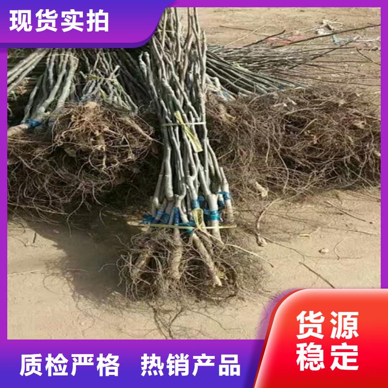 核桃苗草莓苗价格品牌专营