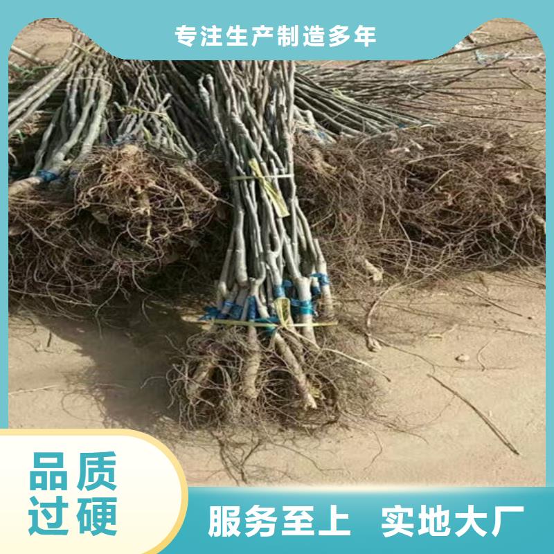 核桃苗_香梨树苗产品优势特点