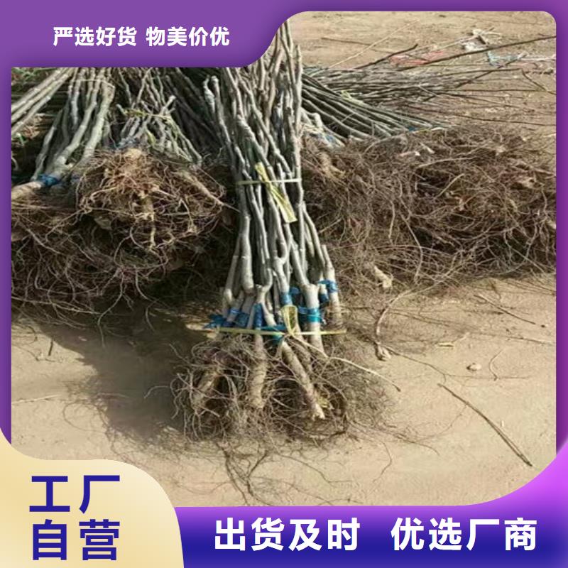 核桃苗火箭大樱桃树苗质量不佳尽管来找我