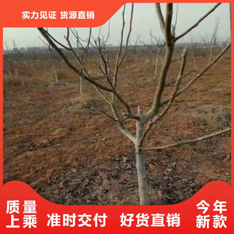 核桃苗苹果苗拥有多家成功案例