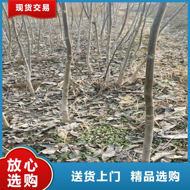 【核桃苗】无花果树苗匠心制造