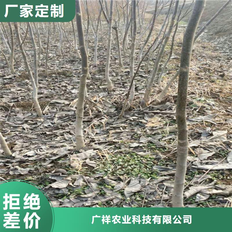 核桃苗【吉塞拉6号砧木】实力厂商