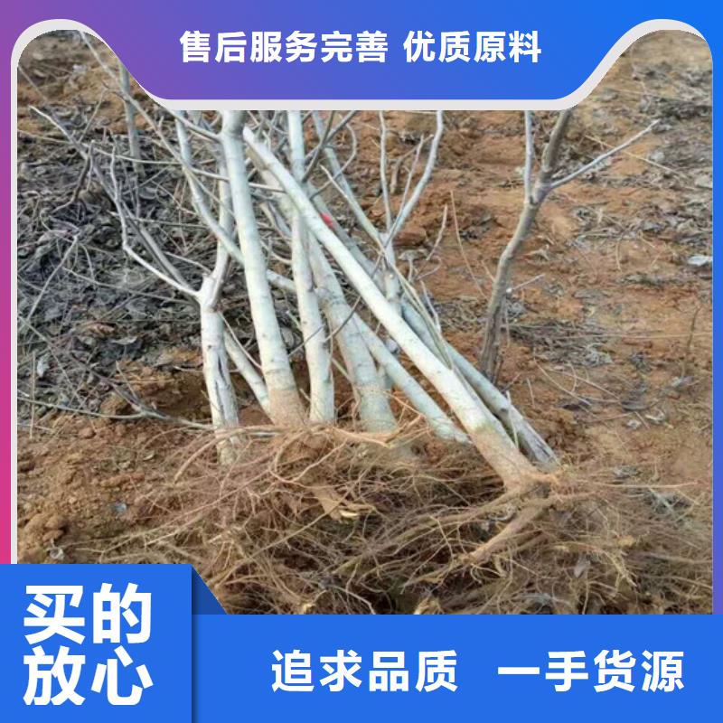 核桃苗樱桃苗基地自产自销