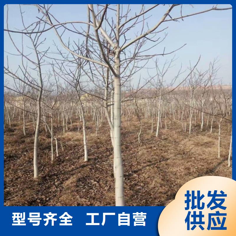 【核桃苗】梨树苗基地质量优选