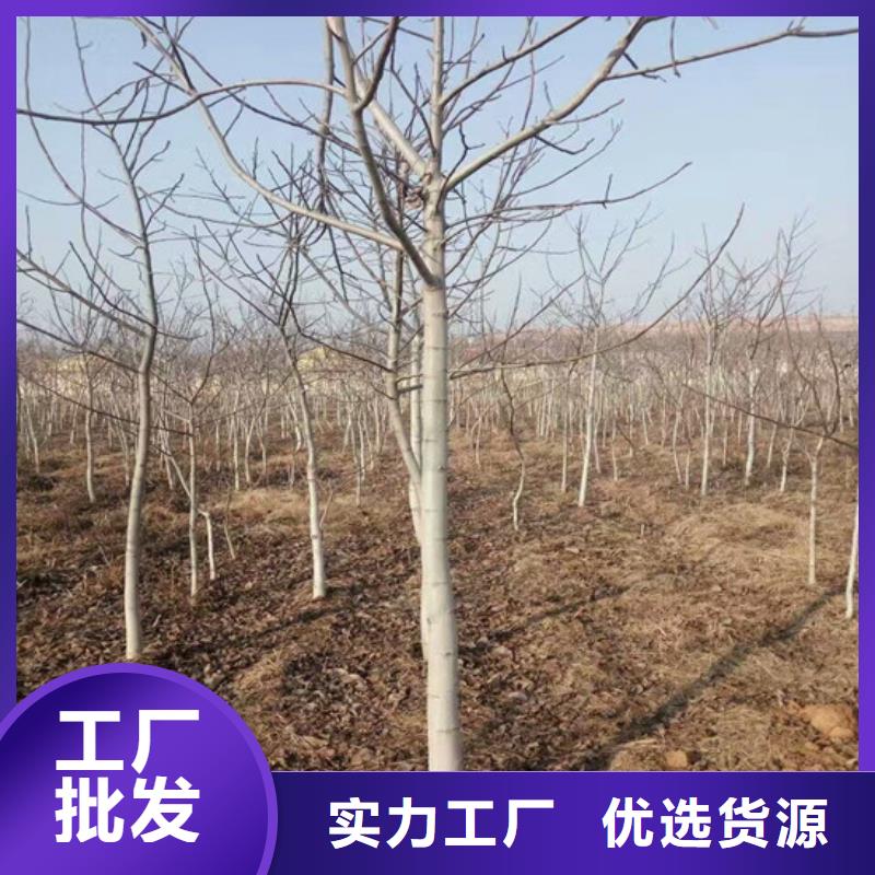 核桃苗_黄金苹果树苗基地现货交易