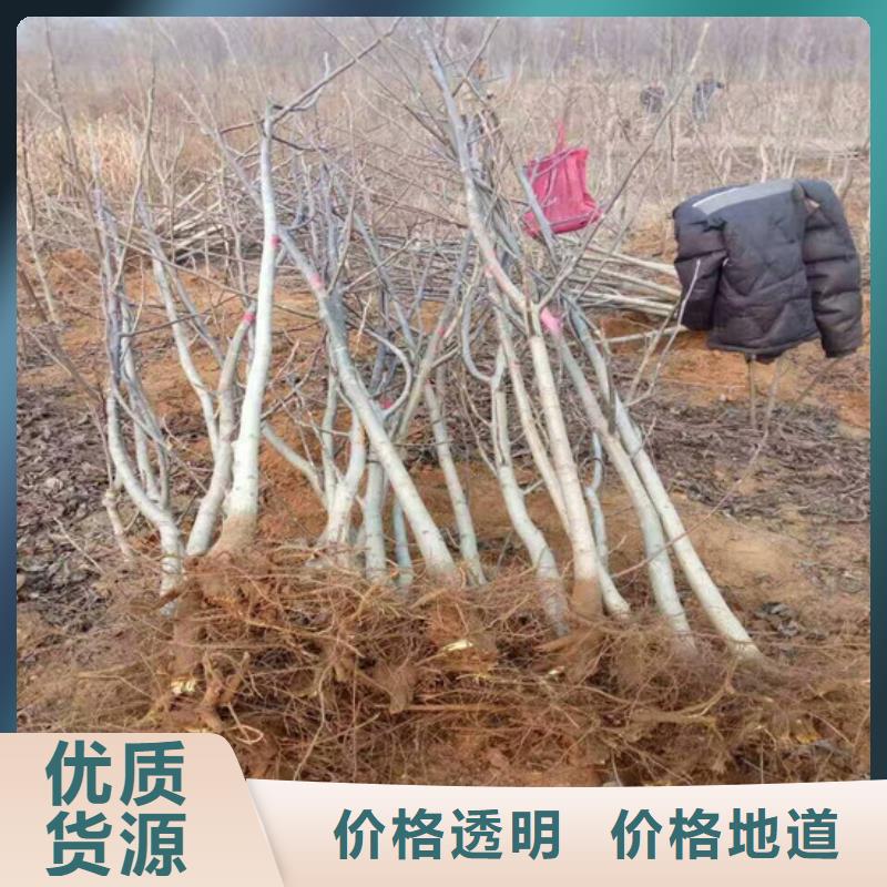 核桃苗青苹果树苗一个起售