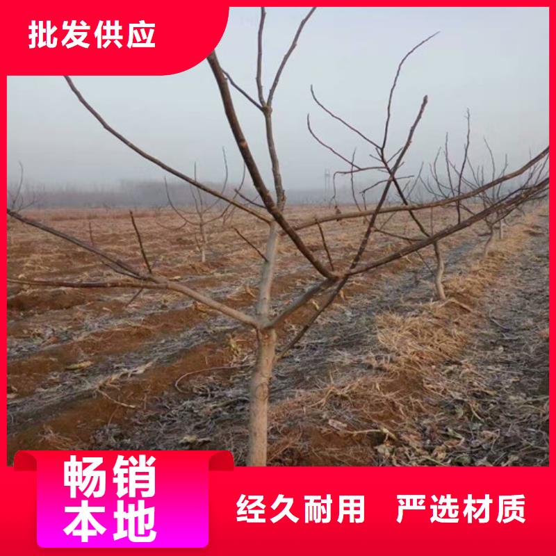 核桃苗【樱桃苗基地】大量现货供应