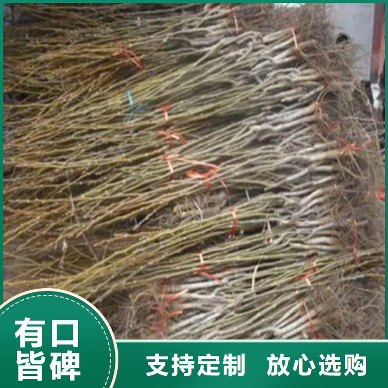 【核桃苗】阳光玫瑰葡萄树苗品质商家