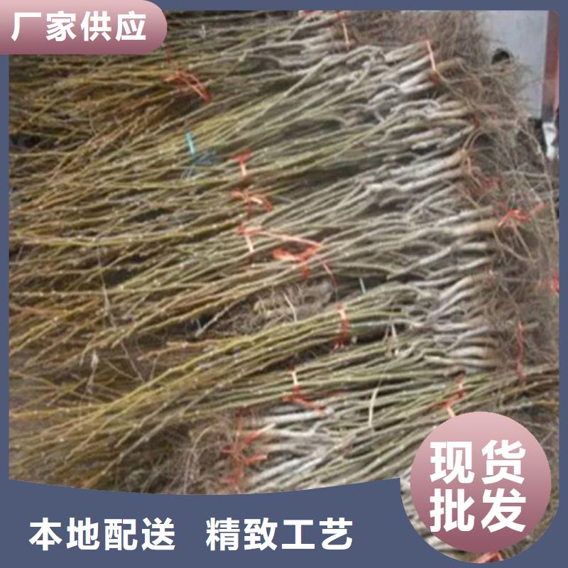 核桃苗大红袍花椒苗就近发货