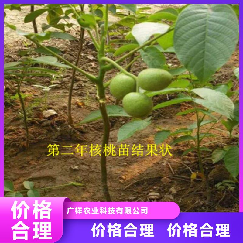 核桃苗草莓苗价格保质保量