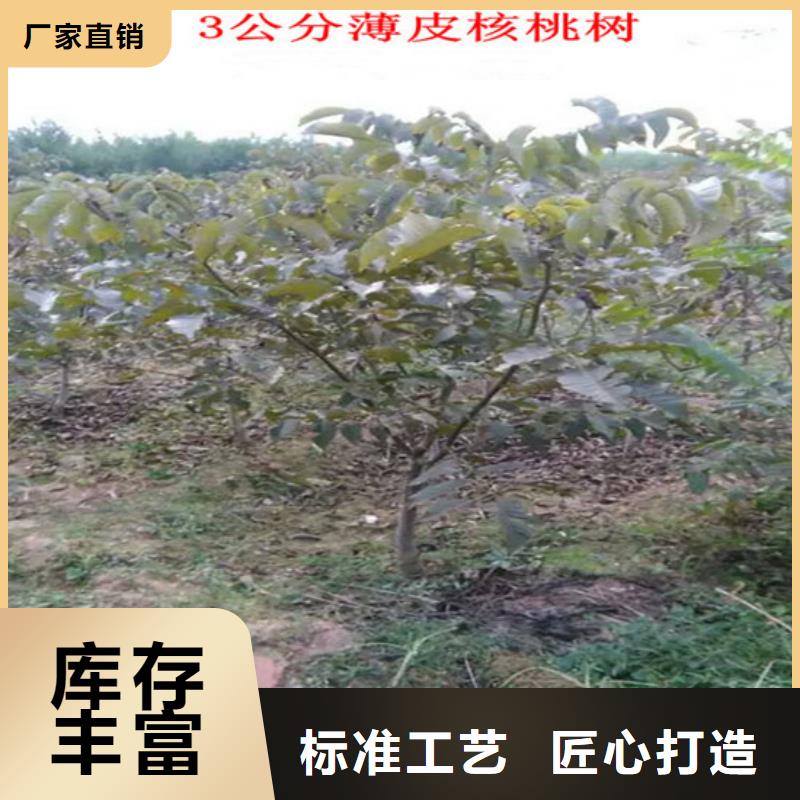 核桃苗,毛蟠桃树苗基地量大更优惠