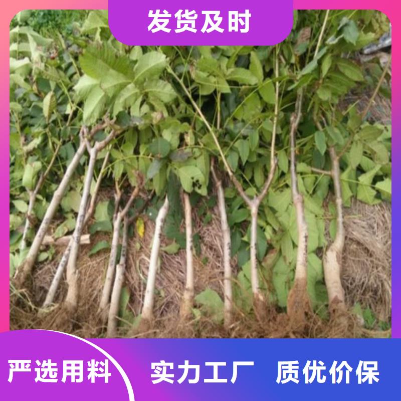 【核桃苗,红蜜桃树苗专业生产制造厂】