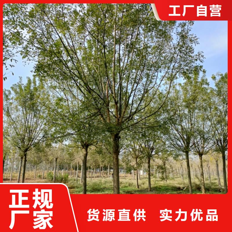 法桐秋紫白蜡工艺层层把关