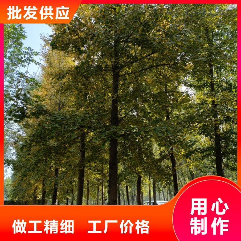 法桐质量层层把关