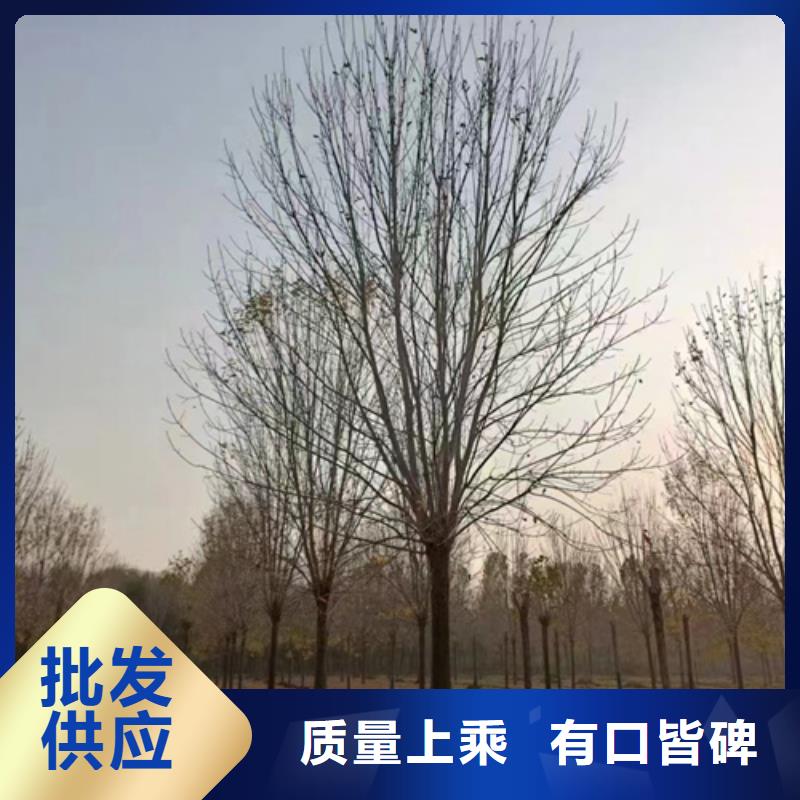 【法桐】炫丽海棠精益求精