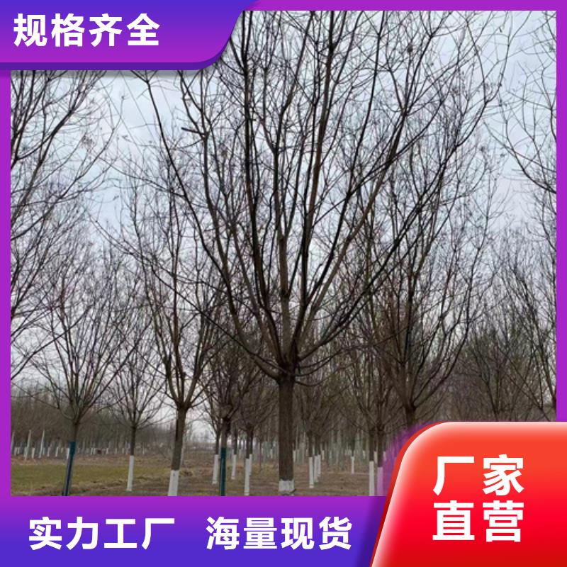 法桐【五角枫】现货销售