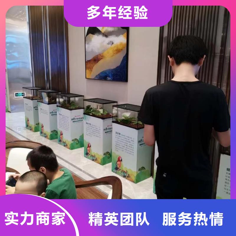 马戏团/羊驼草泥马羊驼租赁团队