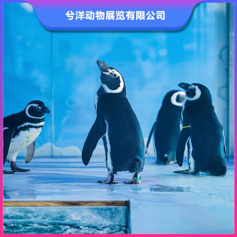 海洋主题动物表演水族海洋展2024专业的团队