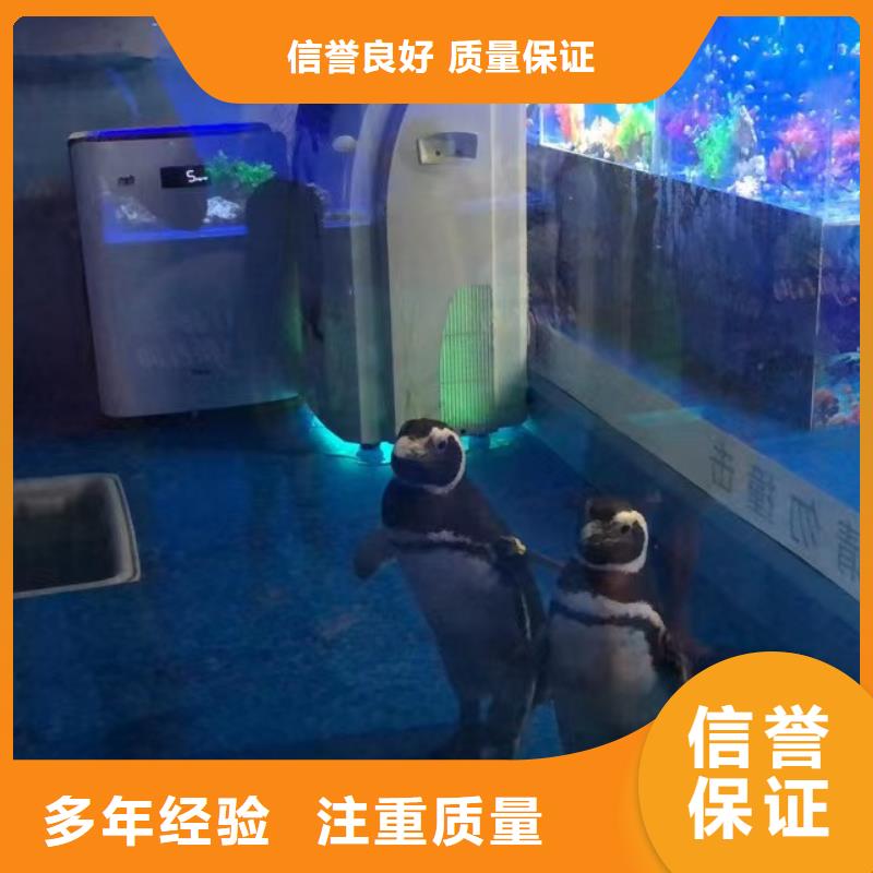 海洋主题动物表演水族海洋展2024专业的团队