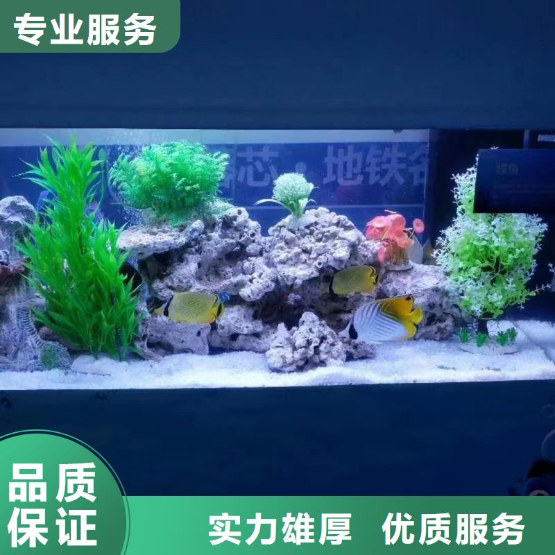 海洋主题动物表演_【马戏团表演出租租赁】好评度高