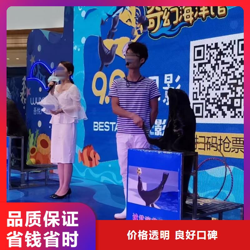 海洋主题动物表演,【海狮租赁表演】好评度高