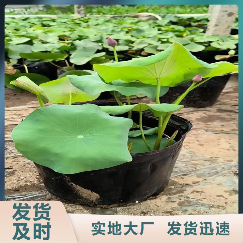 深水荷花苗包邮现货直销