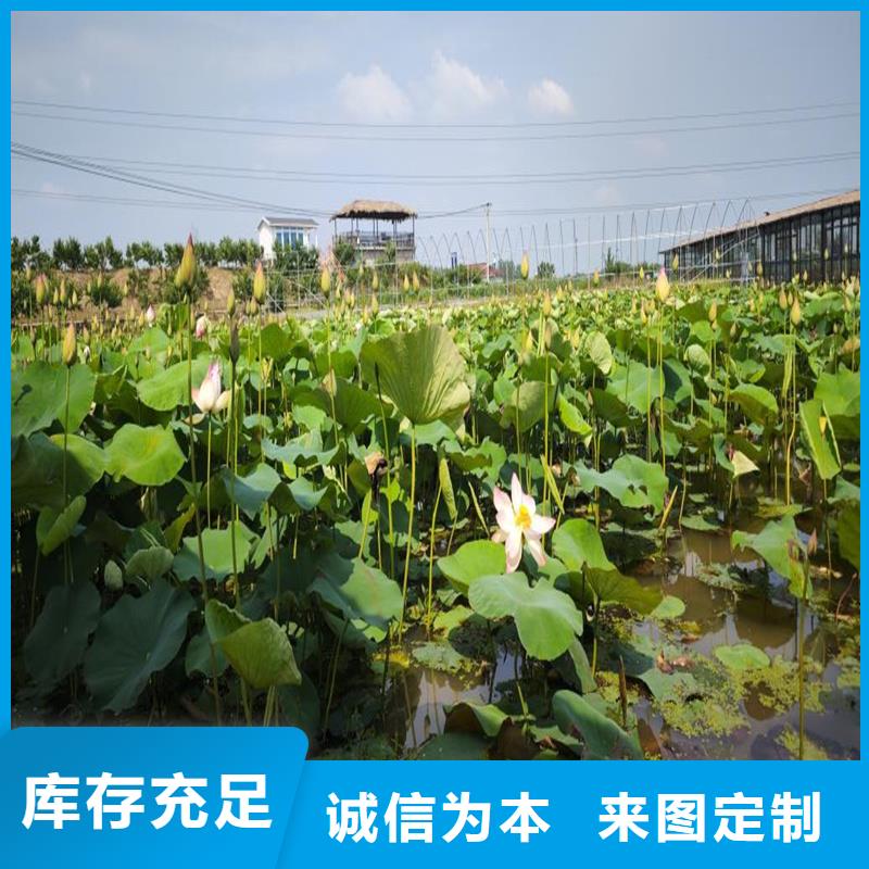 深水荷花苗包邮现货直销