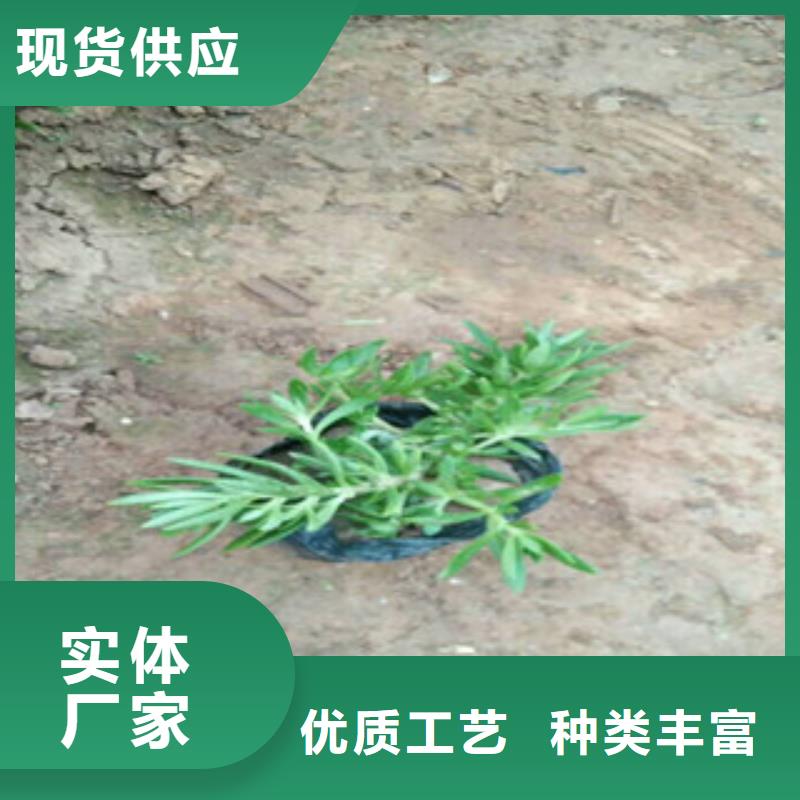 时令草花耐寒耐旱草花基地工艺精细质保长久