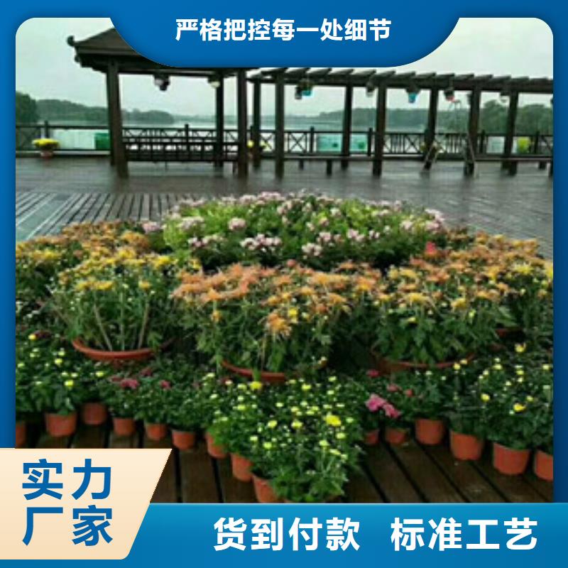 时令草花观赏草/蒲苇狼尾草品质不将就