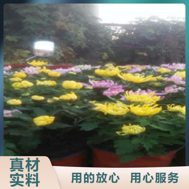 时令草花_观赏草/蒲苇狼尾草诚信为本