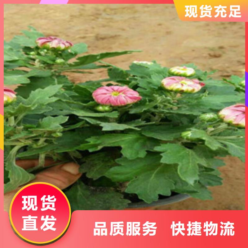 时令草花【观赏草/蒲苇狼尾草】准时交付