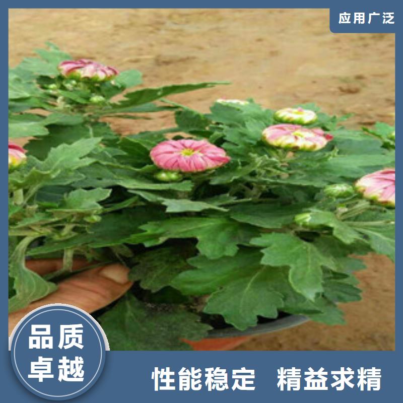 【时令草花五一国庆草花批发品质优选】