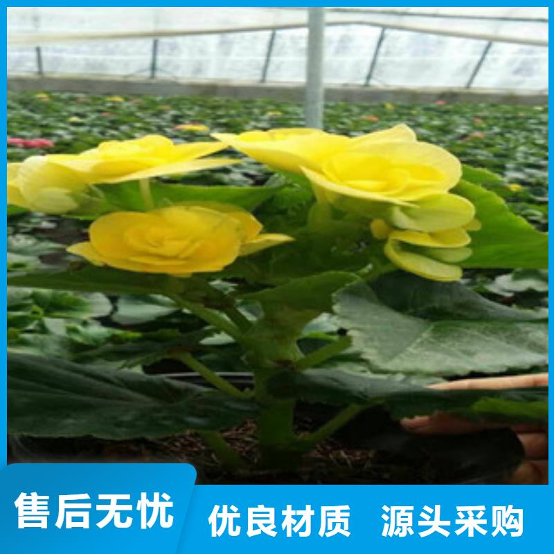 时令草花-时令花卉/绿化草花价格欢迎新老客户垂询