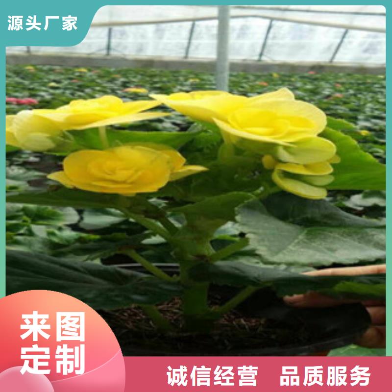 时令草花【花海景观工程】厂家质量过硬