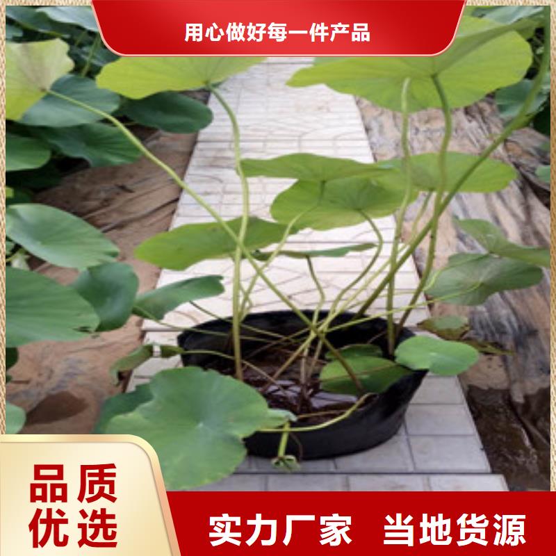 时令草花【花海景观工程】厂家质量过硬