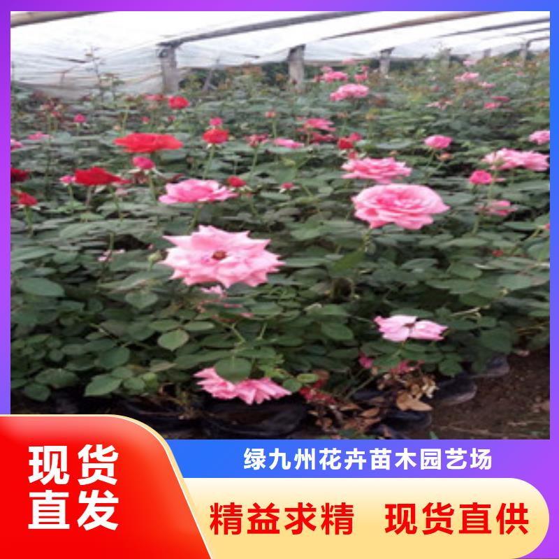 时令草花【花海景观工程】专业完善售后