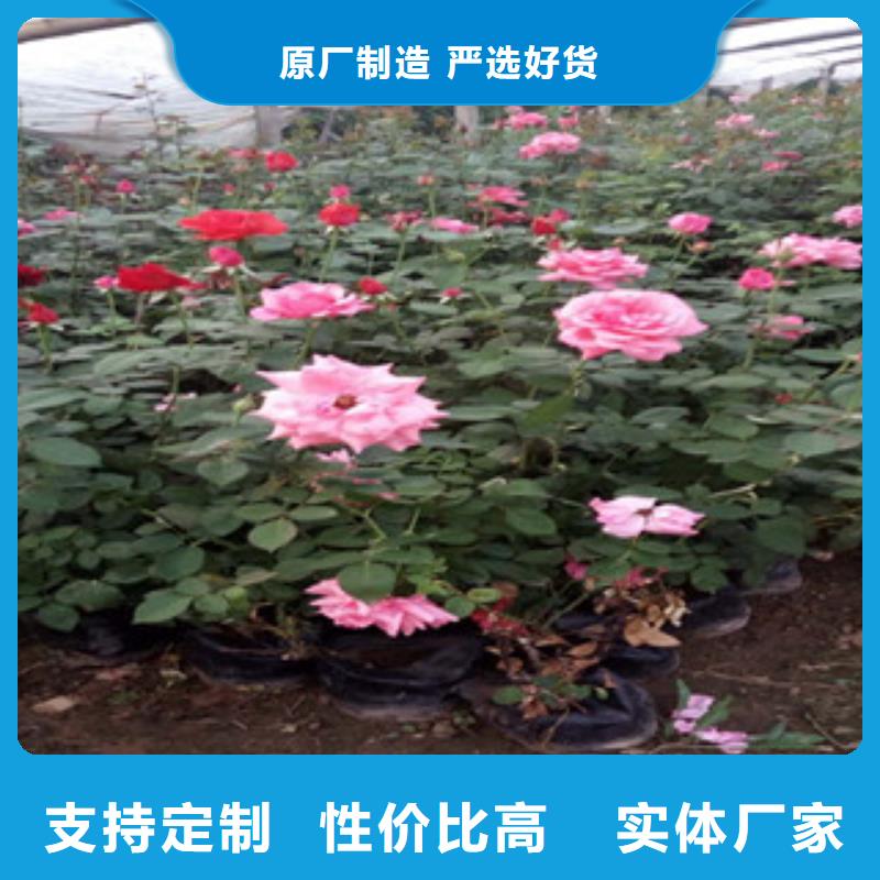 【时令草花五一国庆草花批发品质优选】