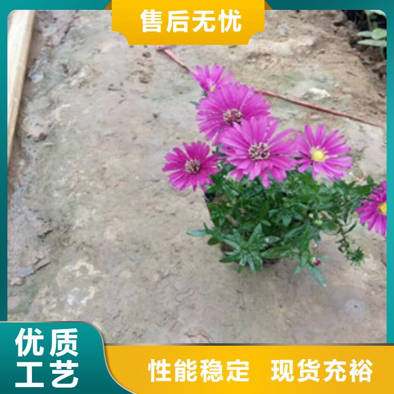 时令草花-宿根花卉基地现货实拍