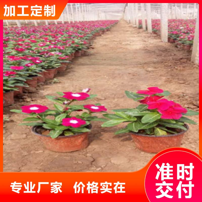 时令草花鲁冰花/粉黛乱子草质量安心