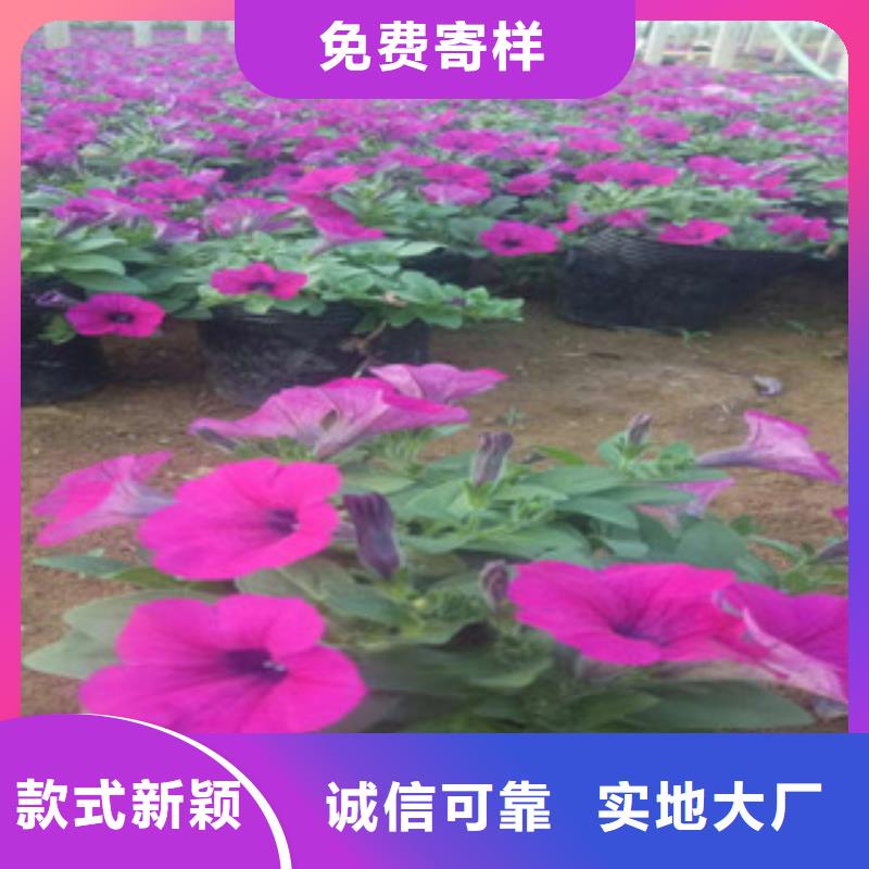 时令草花耐寒耐旱草花基地制造生产销售