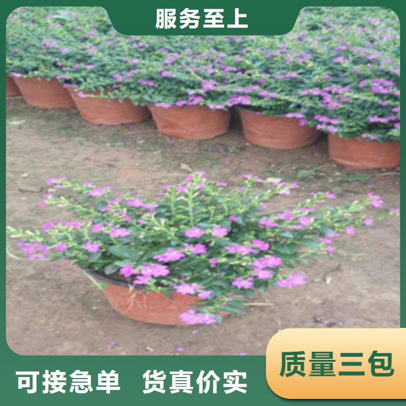 时令草花_宿根花卉基地好产品好服务