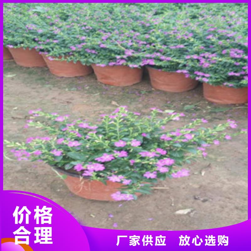 【时令草花水生植物/荷花睡莲您想要的我们都有】