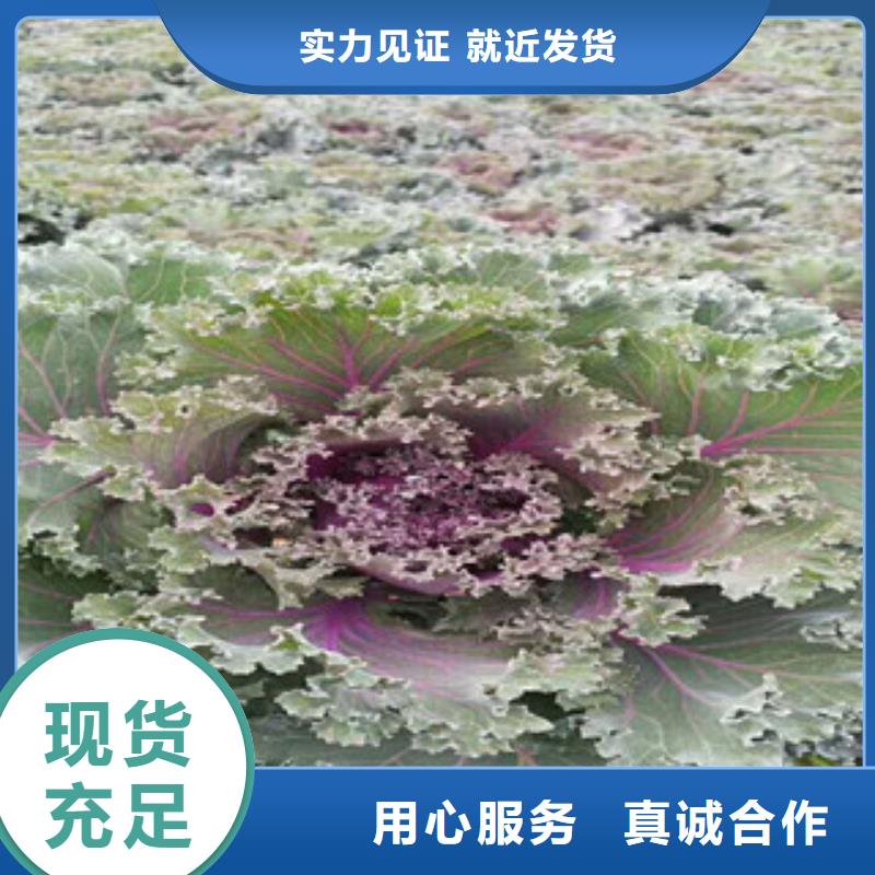 【时令草花】水生植物/荷花睡莲一个起售