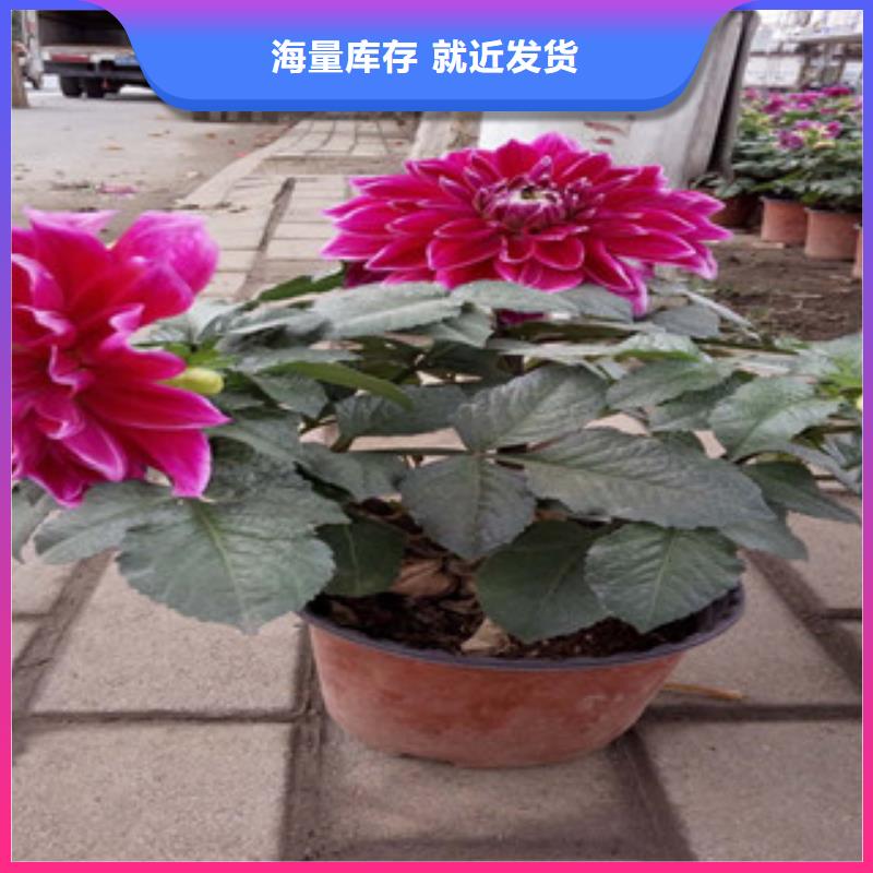 时令草花水生植物/荷花睡莲真材实料加工定制