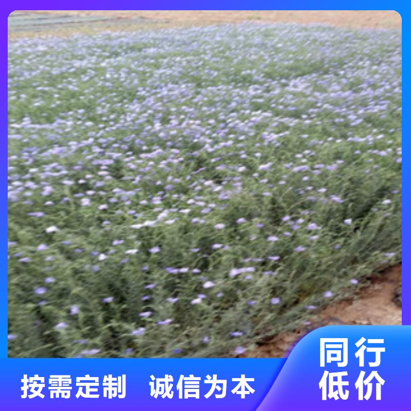 宿根花卉_时令花卉/绿化草花价格厂家直销大量现货