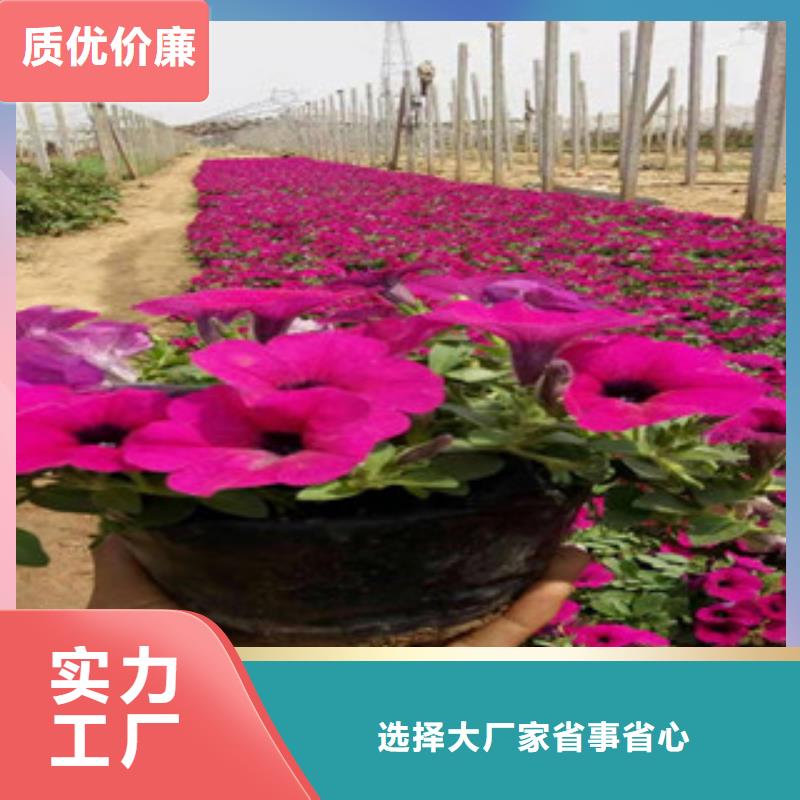 【宿根花卉耐寒耐旱草花基地品质保证】